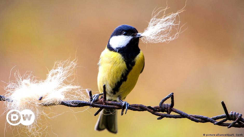 Vögel klauen Haare von lebenden Tieren für den Nestbau