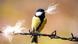 Great tit perched on barbed wire holding a bit of fuzz in its beak (Photo: picture-alliance/dpa/S. Gerth) Great tit perched on barbed wire holding a bit of fuzz in its beak (Photo: picture-alliance/dpa/S. Gerth)