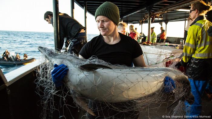 Pressebilder Sea Shepherd Global