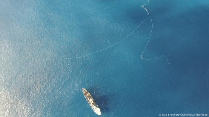 Pressebilder Sea Shepherd Global