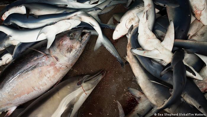 Bodies of dead marine animals retrieved from illegal driftnet (Picture: Sea Shepherd Global/Tim Watters)