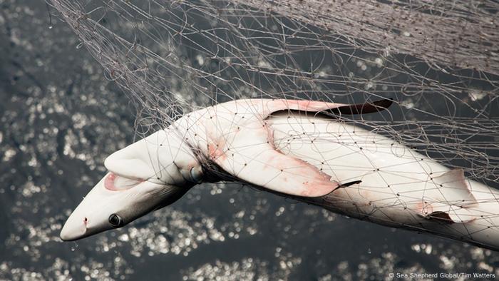Pressebilder Sea Shepherd Global