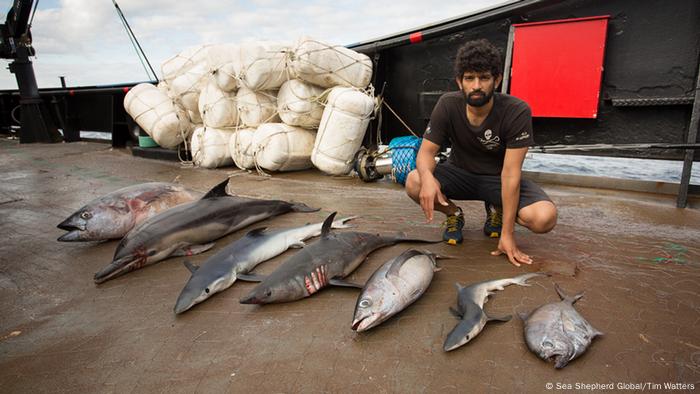 Pressebilder Sea Shepherd Global