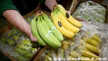 Banano para Alemania, precariedad para Ecuador