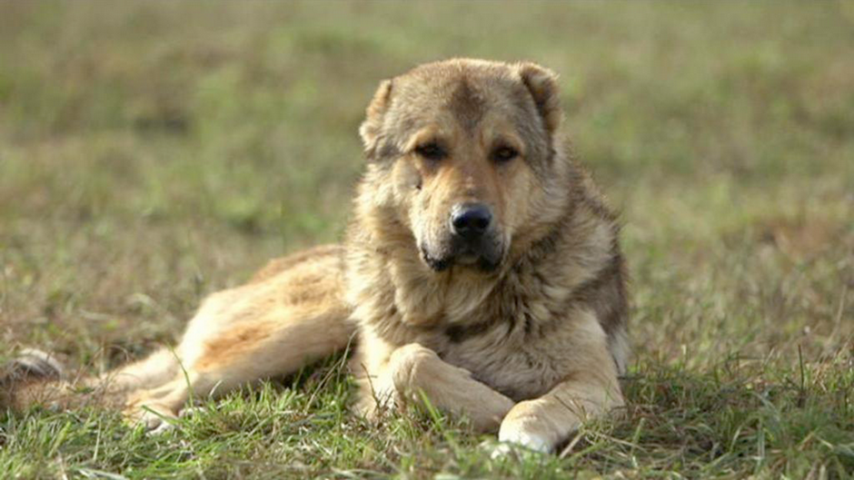 georgian shepherd dog