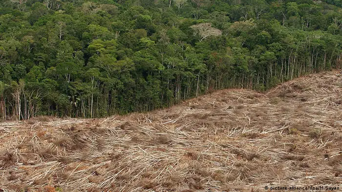 Tala de árboles en la Amazonía