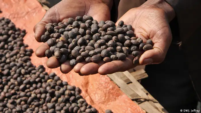 Äthiopien: Kaffee-Bohnen aus Bonga (Foto: James Jeffrey/DW)
