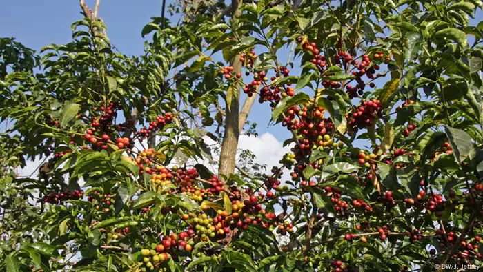 Äthiopien: Kaffee-Anbau (Foto: James Jeffrey/DW)