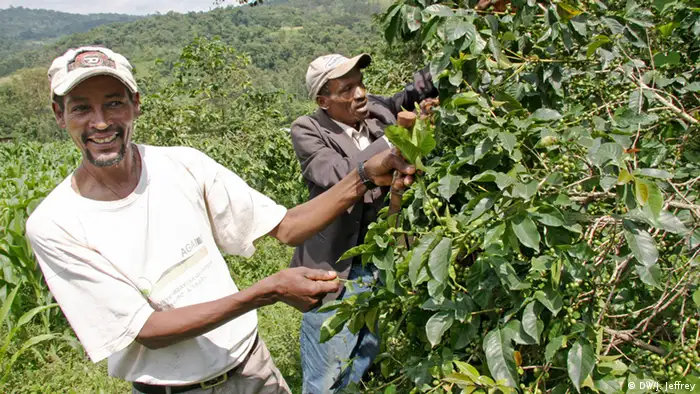 Äthiopien: Kaffee-Bauer (Foto: James Jeffrey/DW)