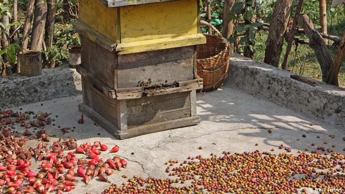 Äthiopien: Kaffee-Produktion (Foto: James Jeffrey/DW)