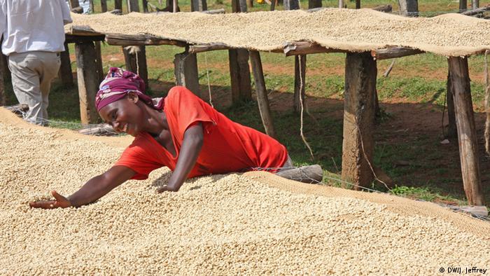 Äthiopien: Kaffee-Anbau (Foto: James Jeffrey/DW)