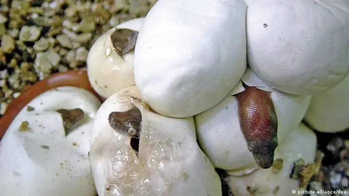 Pythons baby hatch from eggs (picture: picture-alliance/dpa)