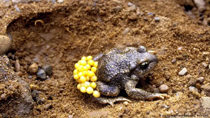 Midwife toad carrying eggs (Picture: picture-alliance/dpa/ L. Webbink)