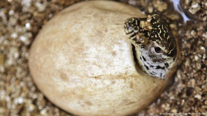 Baby Komodo dragon hatches from the egg 