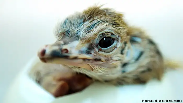 Ostrich chick hatches out of the egg (Picture: picture-alliance/dpa/R. Wittek)