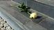 Una rosa blanca, en las escaleras de la embajada belga en Berlín. Una rosa blanca, en las escaleras de la embajada belga en Berlín.