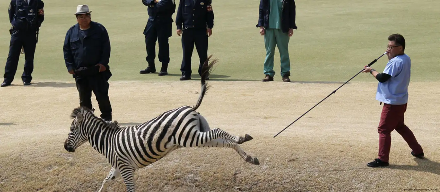 Japan zebra dies after golf course chase – DW – 03/23/2016