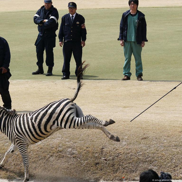 Japan zebra dies after golf course chase – DW – 03/23/2016