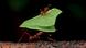 Leaf-cutter ants carry leaves Leaf-cutter ants carry leaves