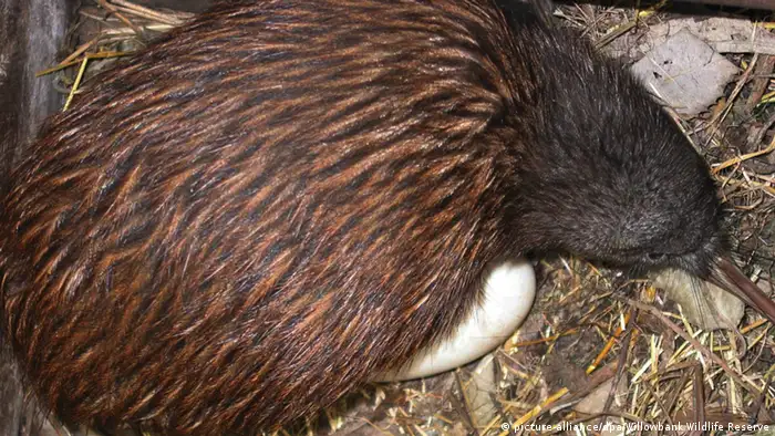 Kiwi with egg in New Zealand (Picture: picture-alliance/dpa/Willowbank Wildlife Reserve)