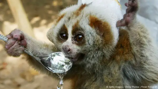 slow loris umbrella