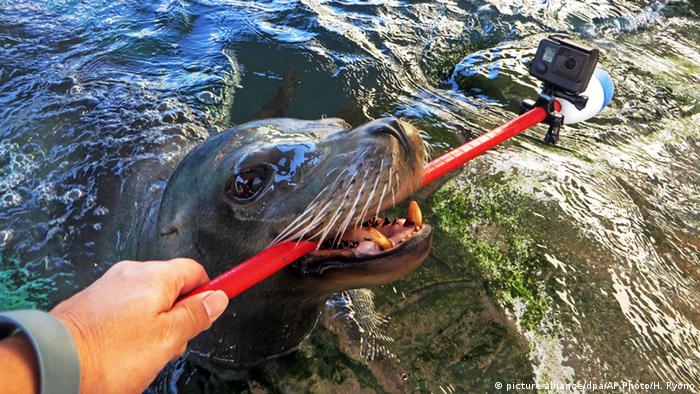 Seal with a selfie stick