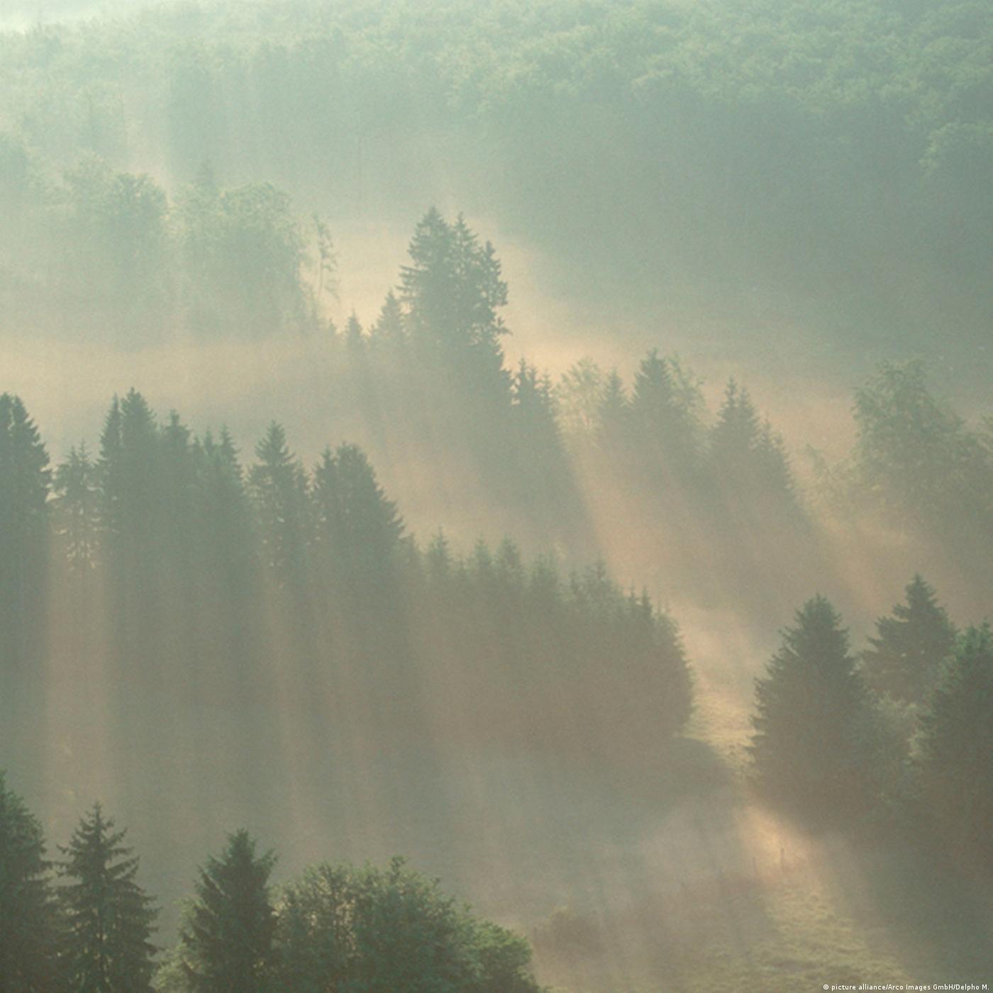 Living Planet: Can't see the forest …