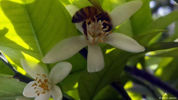 Afghanistan Jalalabad Dichterwettstreit Naranjgul Mushaira