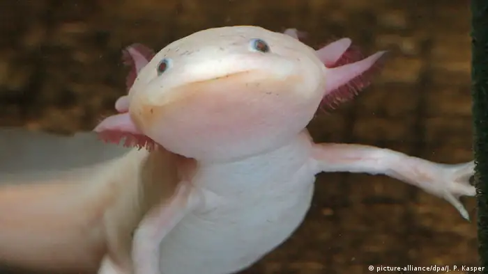 Axolotl Schwanzlurch