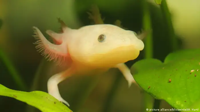 Albino Axolotl Schwanzlurch