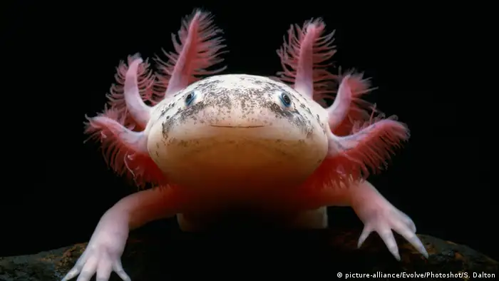 Albino Axolotl Schwanzlurch