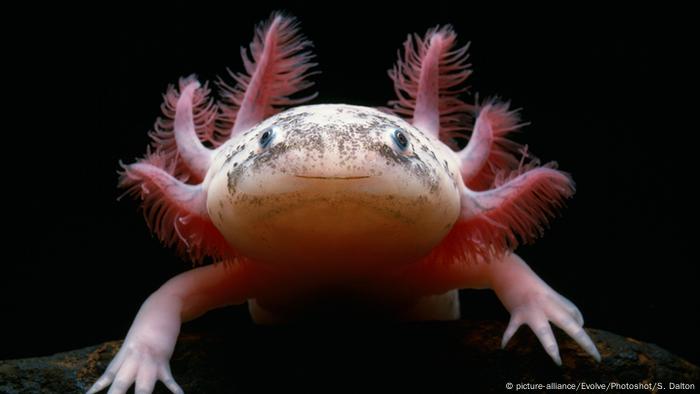 Regenerationswunder Axolotl Wissen Umwelt Dw 11 04 2016