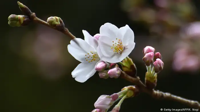 Japan Jahreszeiten Kirschblüten (Getty Images/AFP/K. Nogi)