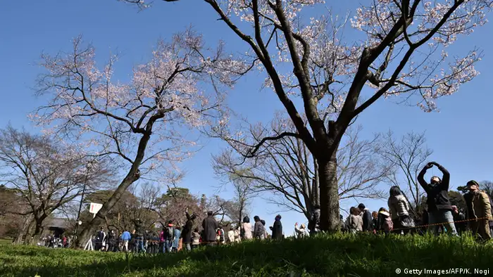 Japan Jahreszeiten Kirschblüten