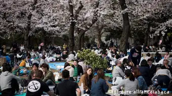 Japan Jahreszeiten Kirschblüten