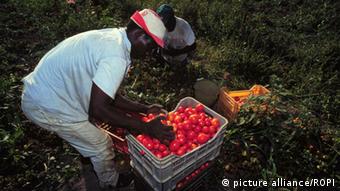 Italien illegale Arbeiter bei der Tomatenernte