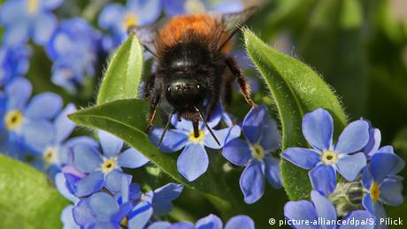 Eine Biene sitzt auf einer Vergissmeinnicht-Pflanze
