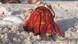 A hermit crab emerging from its shell A hermit crab emerging from its shell