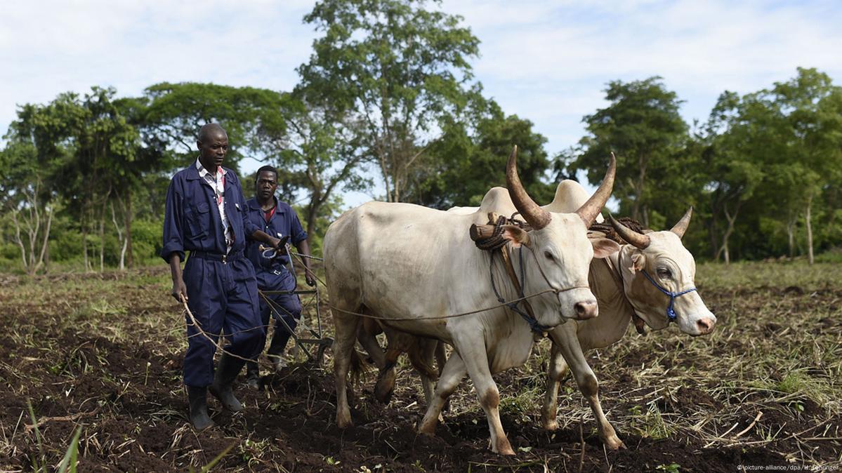 Focus on farming in South Sudan DW 06/29/2016