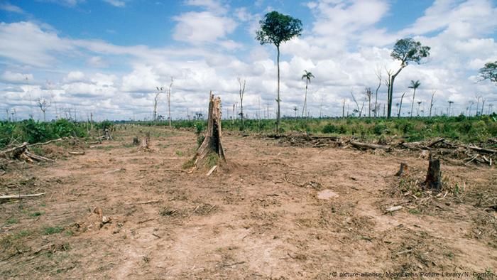 Brazil S Amazon Deforestation Documented Via Massive Satellite Imaging Americas North And South American News Impacting On Europe Dw 08 12 18