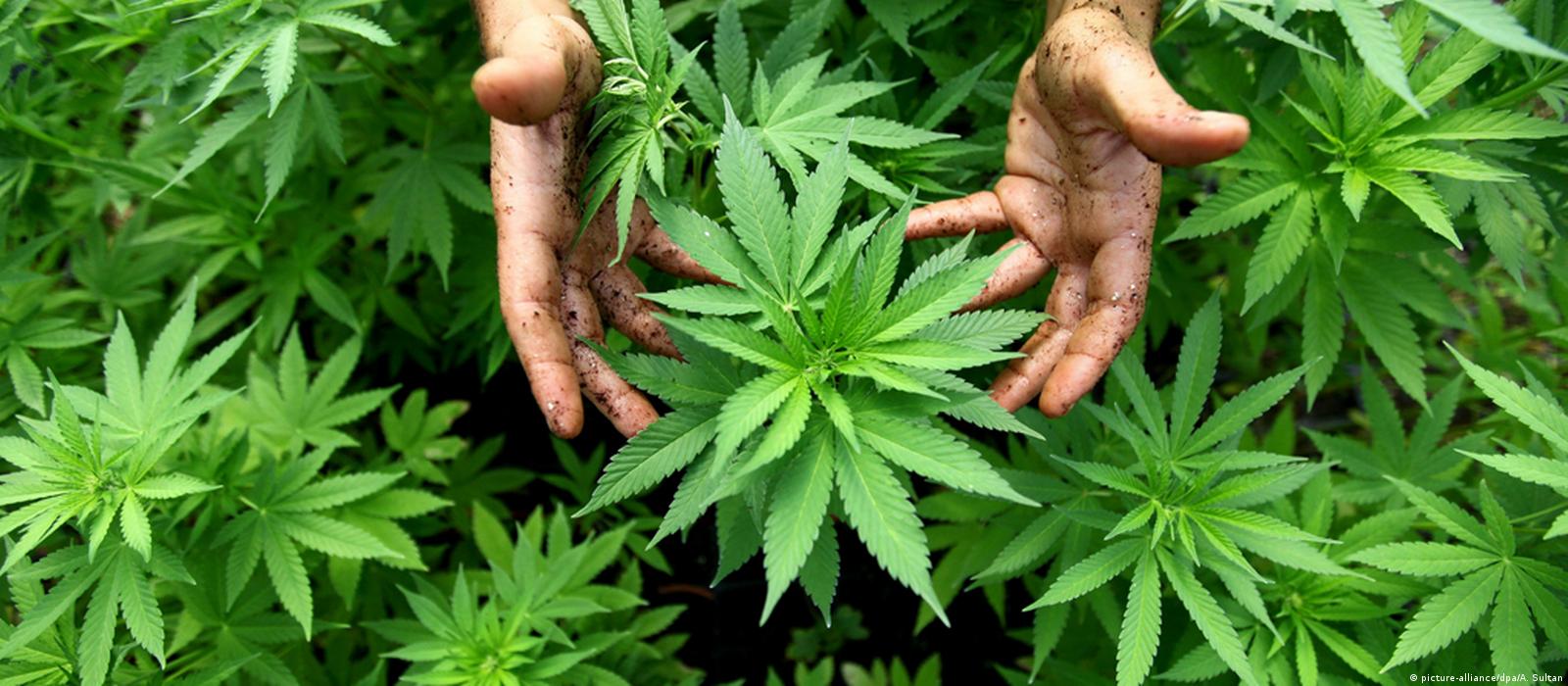 Лекарство из листьев конопли марихуана конопля отличие