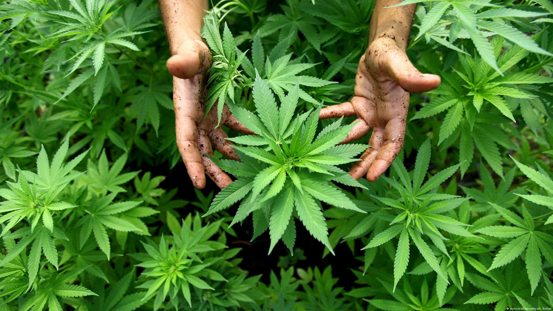 Выращивание конопля медицинская купить марихуану или гашиш в москве