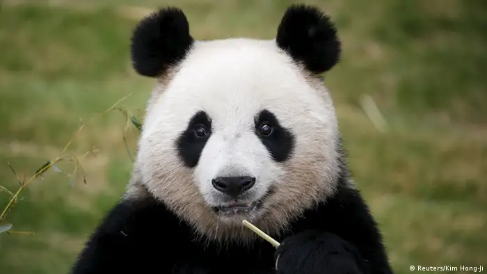 Südkorea Panda Aibao