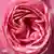 Eine Rose der Züchtung Leonardo da Vinci Deutschland
