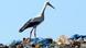 Stork standing on a trash heap in Germany Stork standing on a trash heap in Germany
