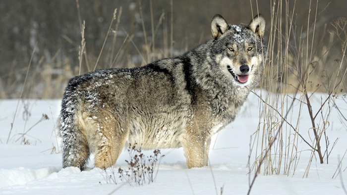 Los lobos de Chernóbil - Vida salvaje en la zona de la muerte | ZonaDocu |  DW 