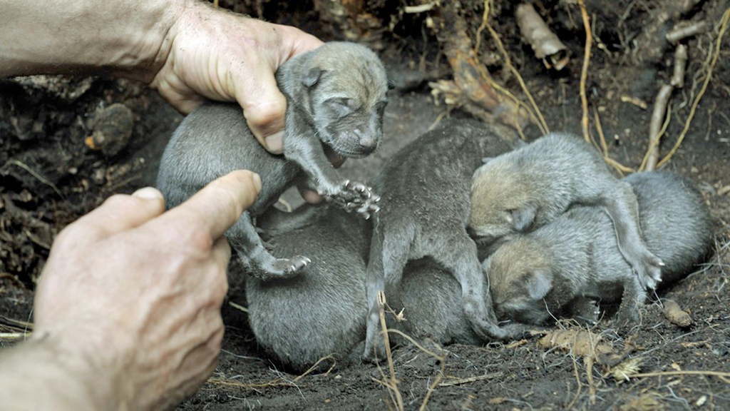 Los lobos de Chernóbil - Vida salvaje en la zona de la muerte | ZonaDocu |  DW 