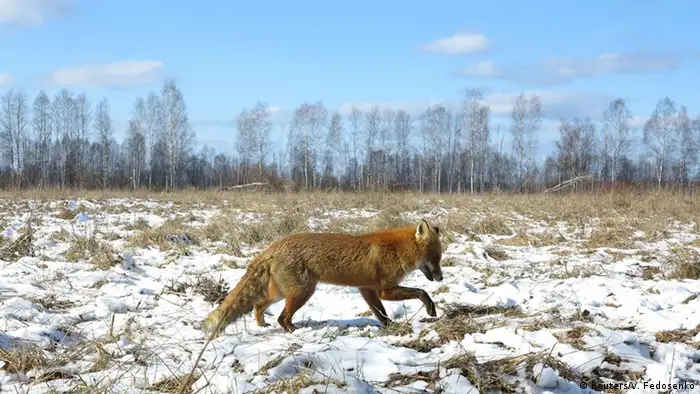 Ukraine Tiere in Tschernobyl