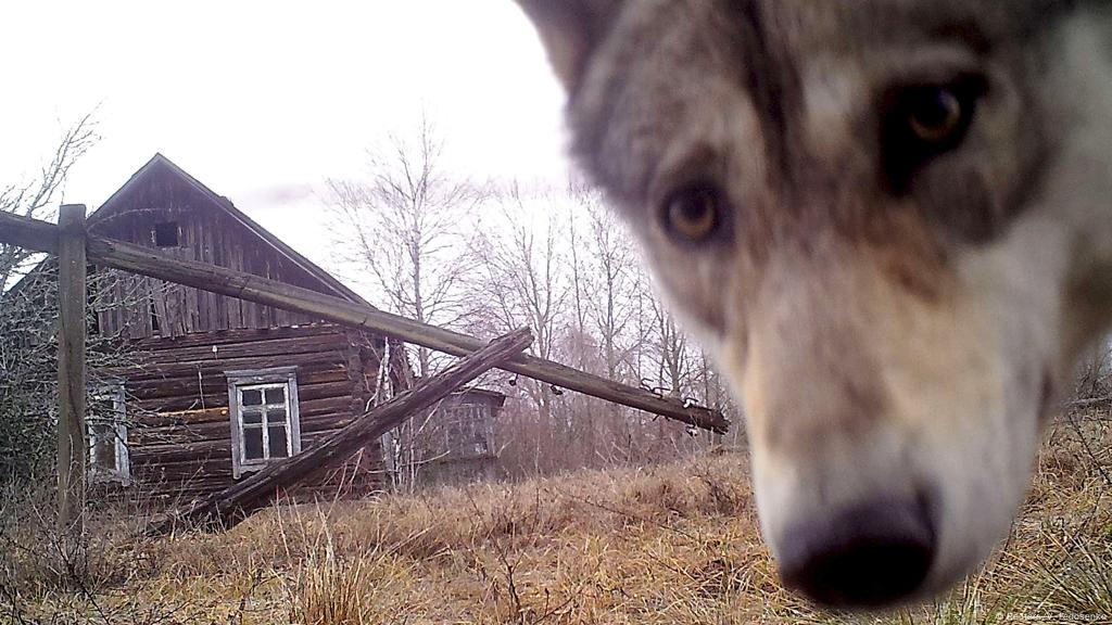 Los lobos de Chernobil | Ecología | DW 