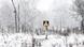 Ukraine Tiere in Tschernobyl Ukraine Tiere in Tschernobyl